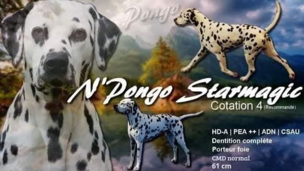 Starmagic N'pongo