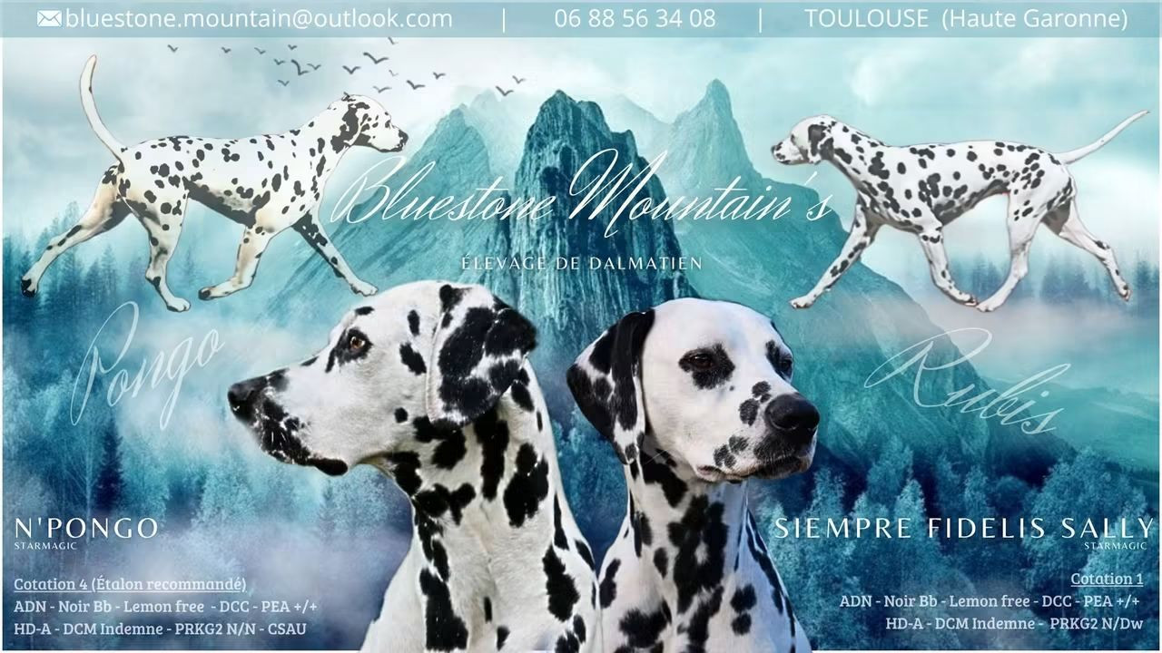 Chiot Dalmatien Bluestone Mountain's